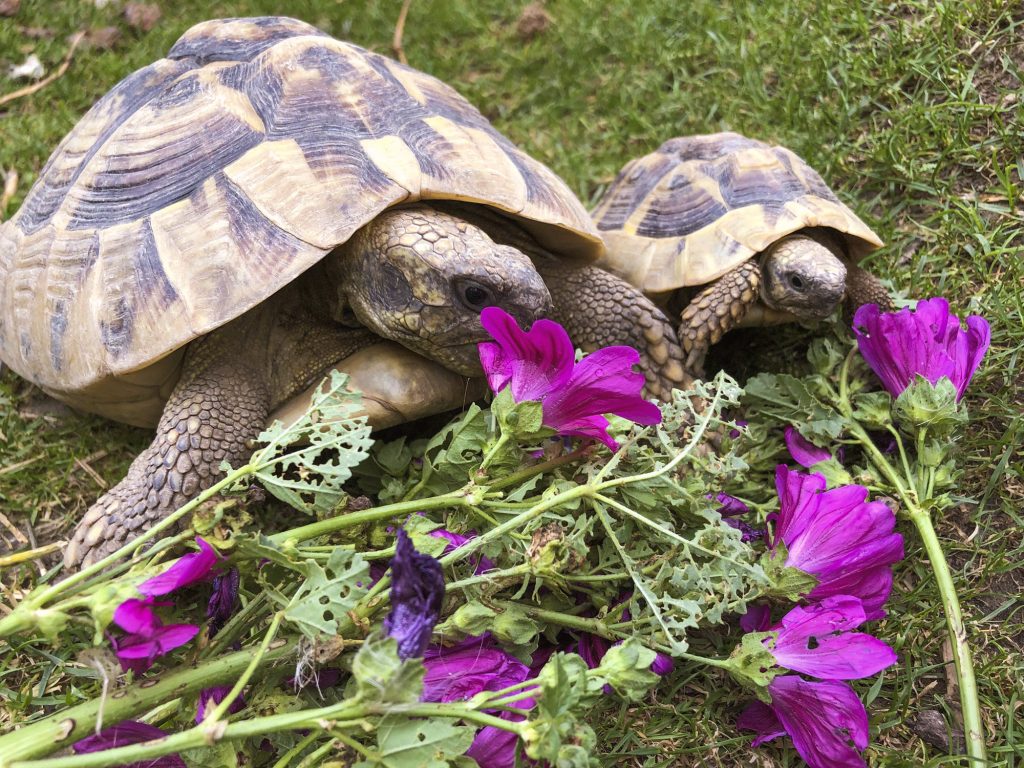Respect Turtle Schildkröten