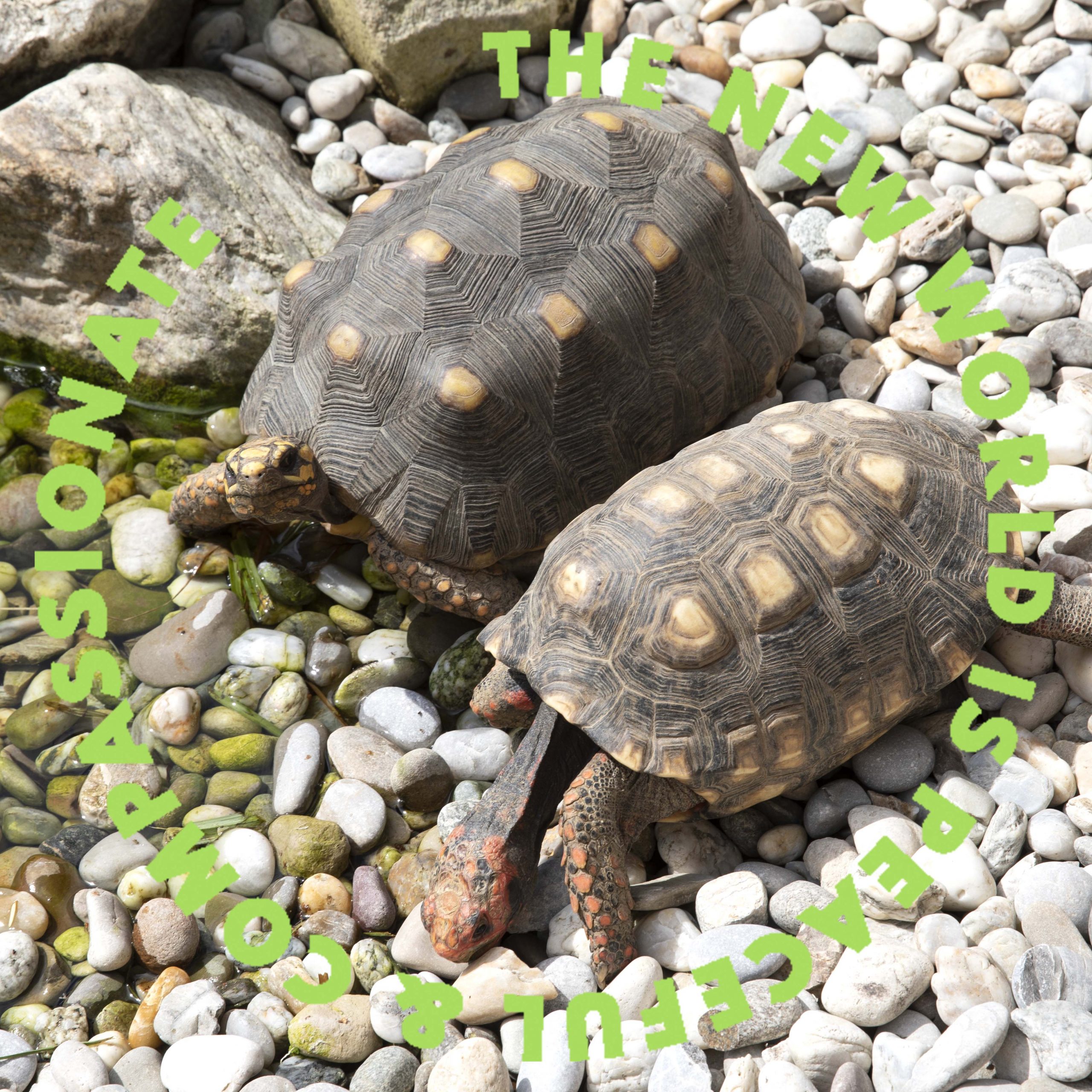 Respect Turtle - Tiere